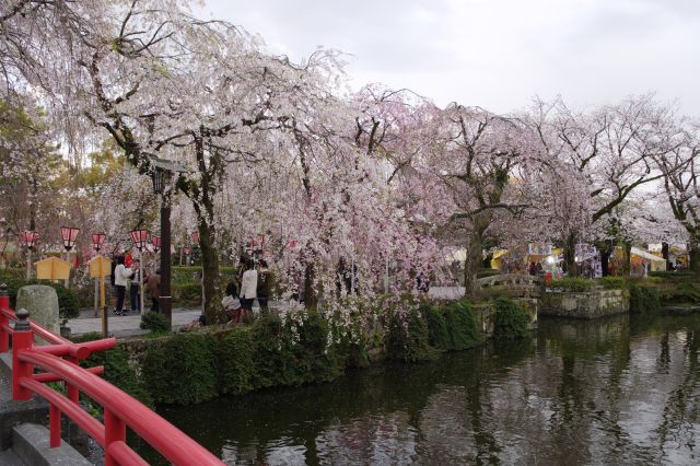 桜の覆う池の中央を歩いてきました。