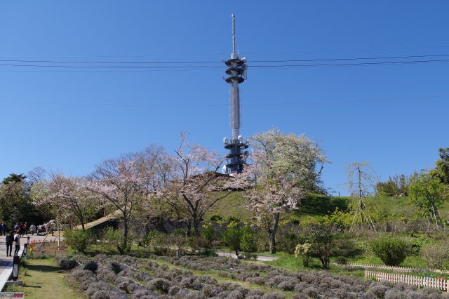 そびえ立つアンテナ、手前には桜があります。