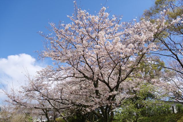 南側は桜の木々があり、花見する人がいます。