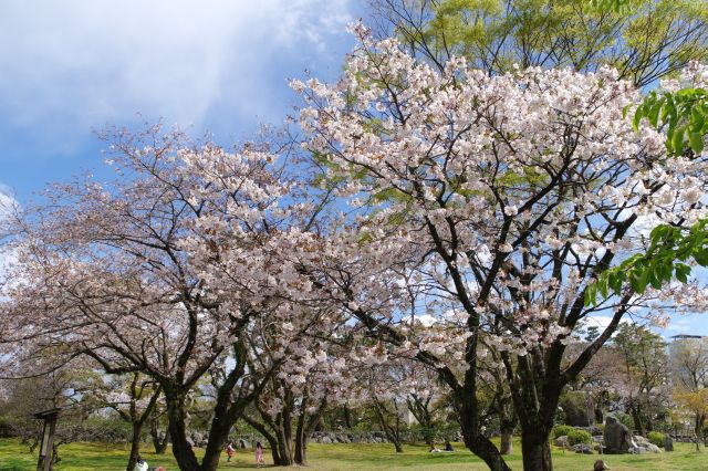 この付近の広場にも桜があり花見する人がいます。