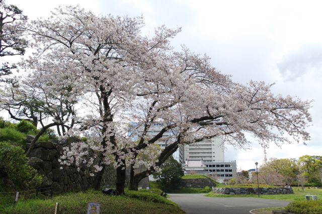 二ノ丸橋付近の大きな桜の木。