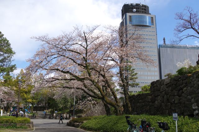 桜と静岡県庁のビル。