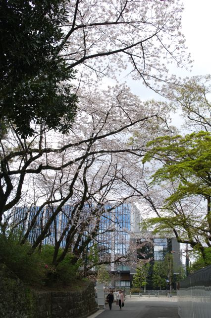 西門付近、大きな桜の木。