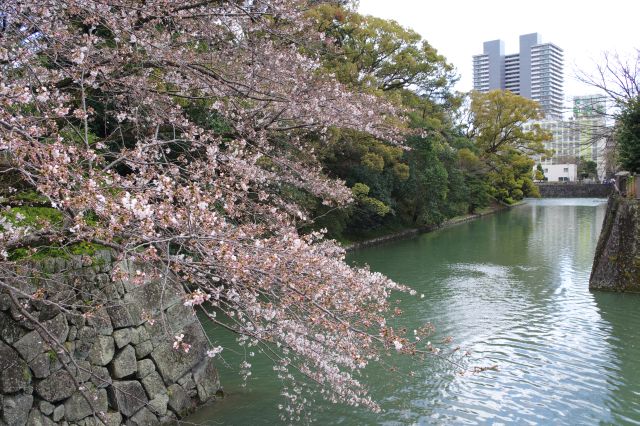 西門橋の中堀の桜。