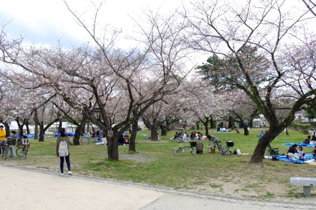 中心部の桜の木々とにぎわう花見客。