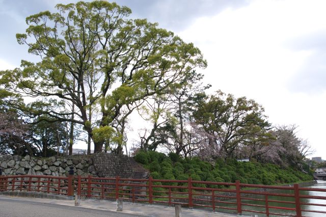 堀沿いの石垣には大きな木々。