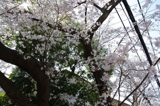 橋の近くの桜の木。