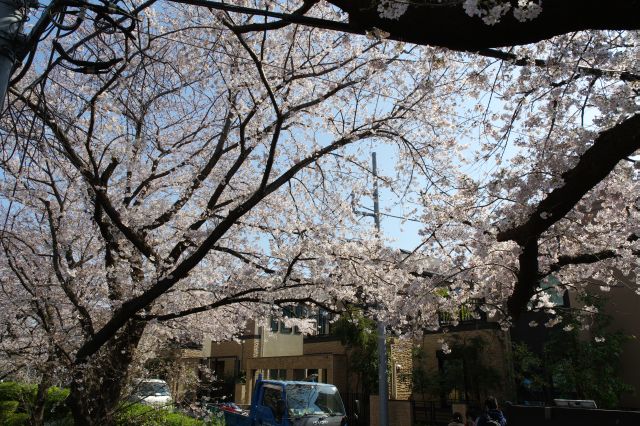 桜であふれる桜坂。