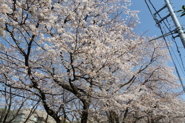 見上げると美しい桜の花びら。