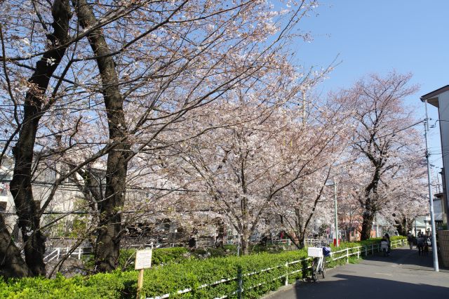 切通状の坂の土手を覆う桜の木々。