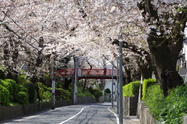 赤い桜橋とあふれる桜のアーチ。素晴らしい場所でした。先へ進むと中原街道に合流し約15分で雪が谷大塚駅へ。