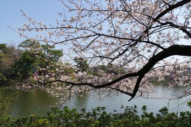 洗足池公園と桜の写真ページ