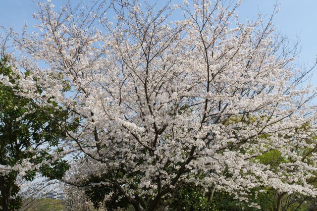 緑の中の1本の大きな桜の木。木の下ではシート広げて花見をしていました。