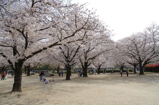 面積の広い桜のアーチを楽しめます、