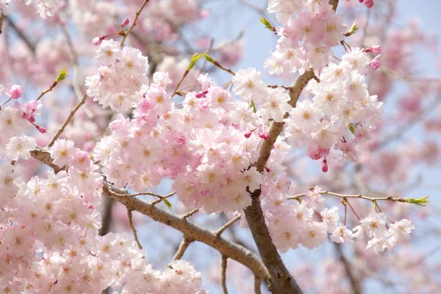 八重桜も見られます。