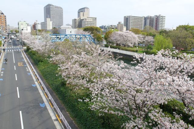仙台堀川の逆側（東側）も桜が続きます。