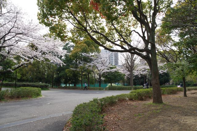 テニスコートと桜の木。