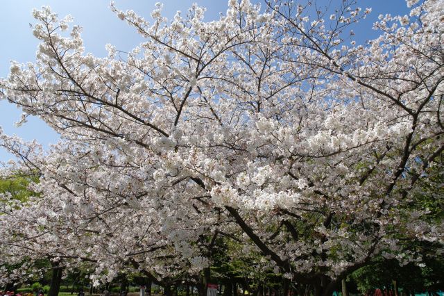 青空に咲き誇る美しい桜の花びら。