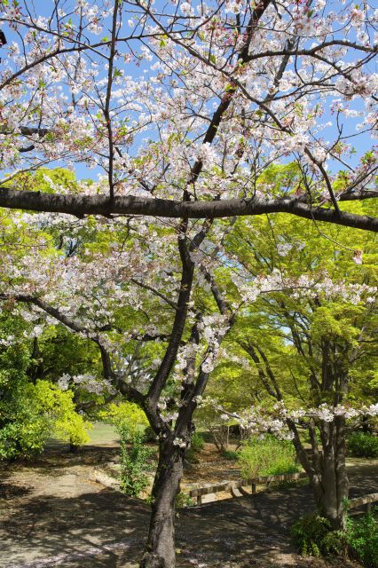 丘から間近に見られる桜の枝。