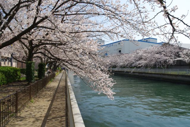 静かな川沿いは住宅街と対岸は倉庫。川に向かって密度の濃い桜が枝を垂れます。