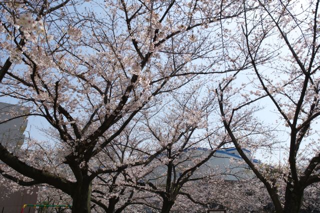 公園の頭上は見事な桜のアーチ。住宅街にあり花見を楽しむ人達が集まります。