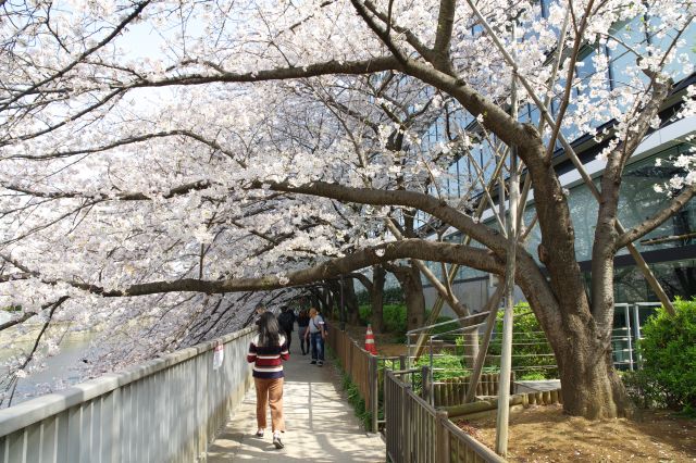 遊歩道へ、頭上を覆う力強い桜の枝。