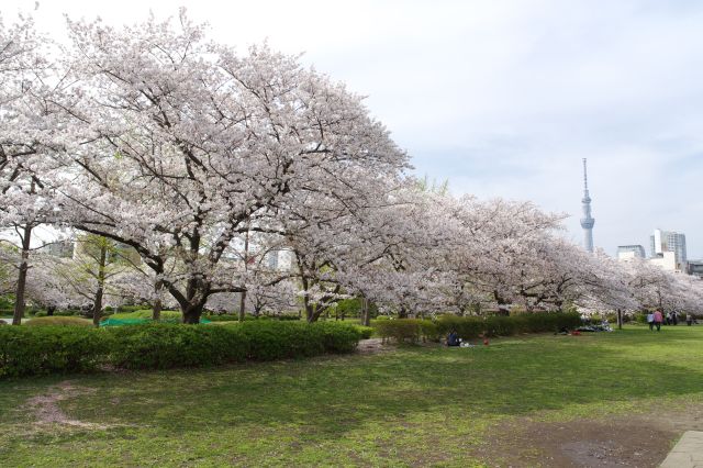 土の香りがする中央広場、細長い広場の両側には見事な桜並木が続きます。