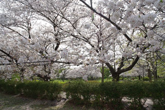 きれいな桜の木々。