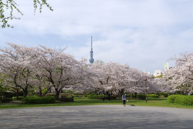 広場南側より。密度の濃い桜の塊と東京スカイツリー。