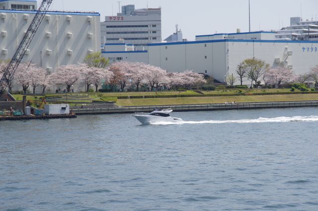 川にはボートが行き交います。対岸の石川島公園にも桜。