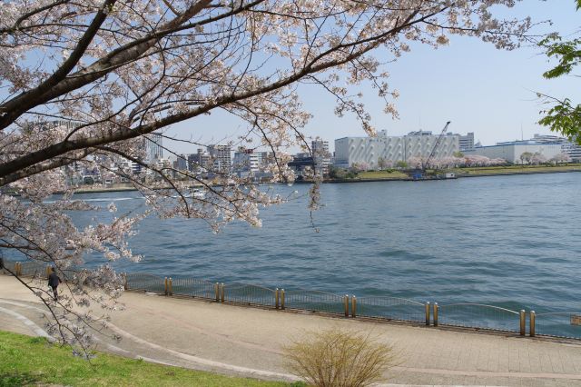 水辺に咲く桜の木々。