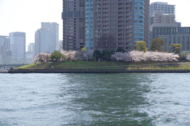石川島公園にも桜があふれる。