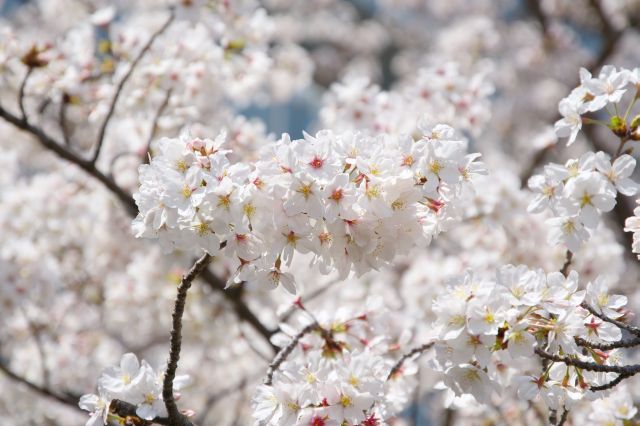きれいな桜の花びら。