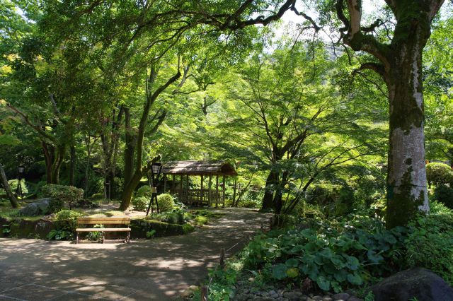 日本庭園風の緑豊かな園内が心地よい。木にはリスもいました。