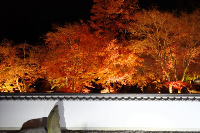 塀の向こうの燃える紅葉の木々。