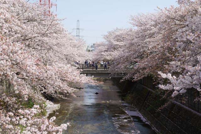 次の吹上橋周辺。桜に包まれる人々。