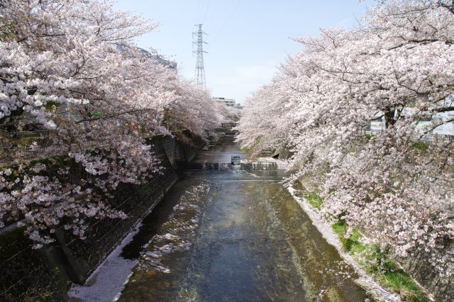 吹上橋から上流方向の風景。ここも両岸にひしめく桜の木々。