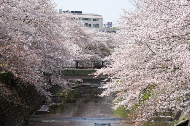 向橋も同様に桜に包まれる橋です。