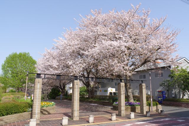 住宅街に公園の南口アプローチ園路、桜があふれます。