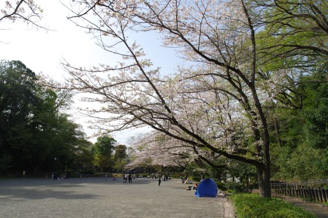 シートを敷いたりテントを使ったりして桜を楽しむ人々。