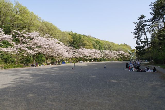北側に桜が続く広場です。