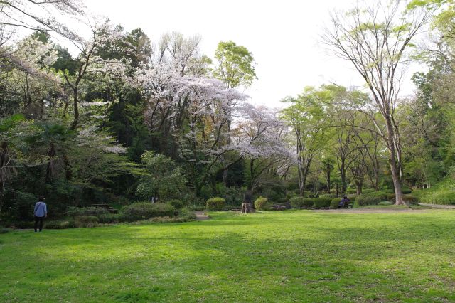 花見広場付近、広い芝生の先に桜が見えます。