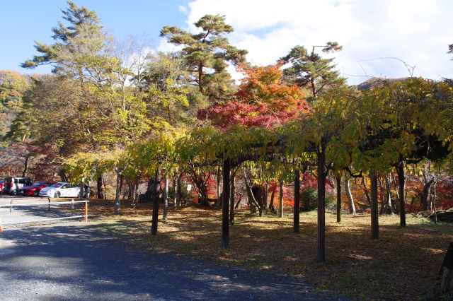 埼玉県立自然の博物館の向かいに紅葉の森があります。
