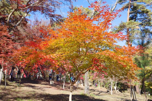 輝かしい紅葉の木。