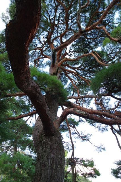 松の木々は立派なもので大きく力強く湾曲しています。