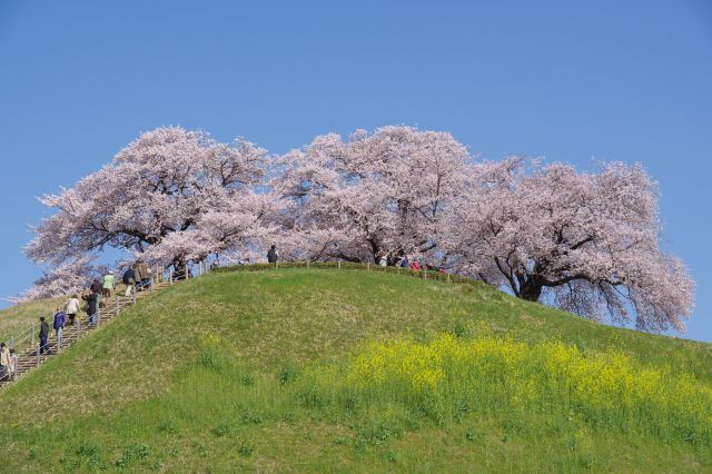 頂上にも桜の木々があります。
