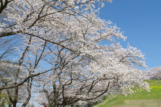 石田堤に戻ります。頭上を覆うきれいな桜。