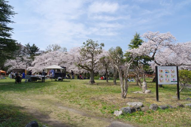 この日はお祭りイベントがあり、桜の木々の元で賑わっていました。