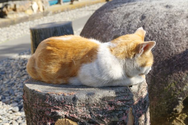 石の上の猫。