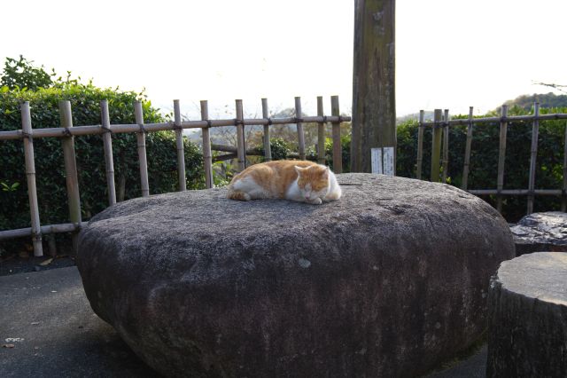 大きな石の上の猫。